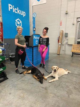 Florida Dog Training School - Tampa Dog Trainer