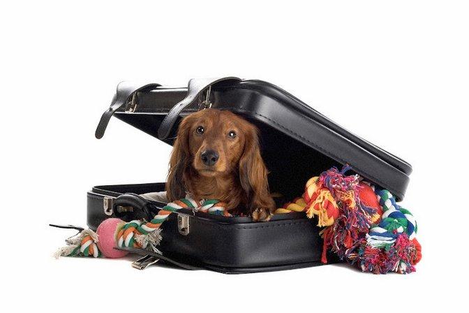 Air Animal Pet Movers