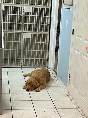 Almost Home Pet Resort LLC
