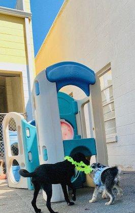 Downtown Doggie Center