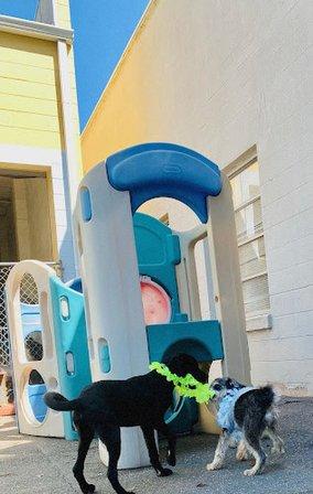 Downtown Doggie Center