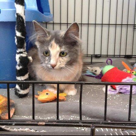 Seven Oaks PET DEPOT