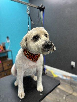 Bark 'N Style Spa Pet Grooming