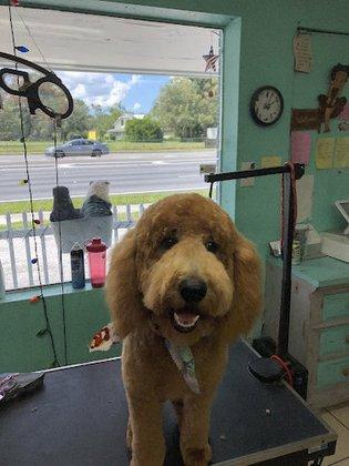 U Dirty Dog Pet Grooming