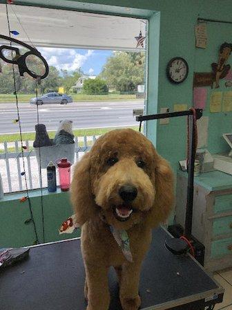 U Dirty Dog Pet Grooming