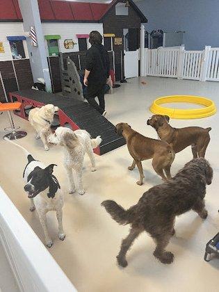 Red Hydrant Pet Spa and Boutique