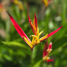 Just Perfect Plants Wholesale plants to the public