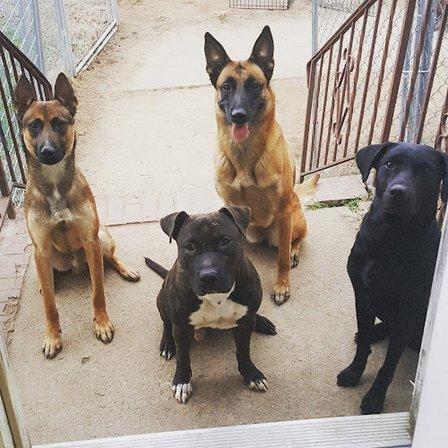 Dynamic K9 LLC