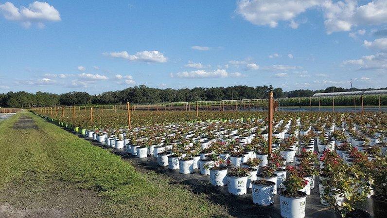 Hibernia Nursery