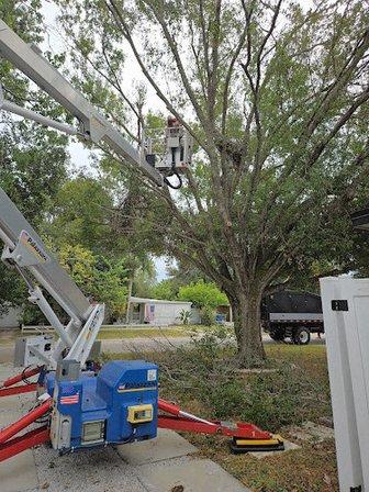 Parmelee Tree Care