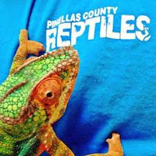 Pinellas County Reptiles