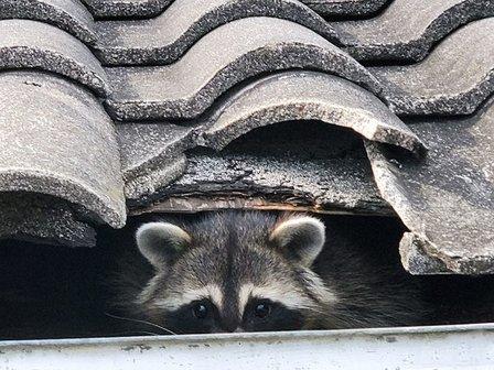Dade City Wildlife Removal