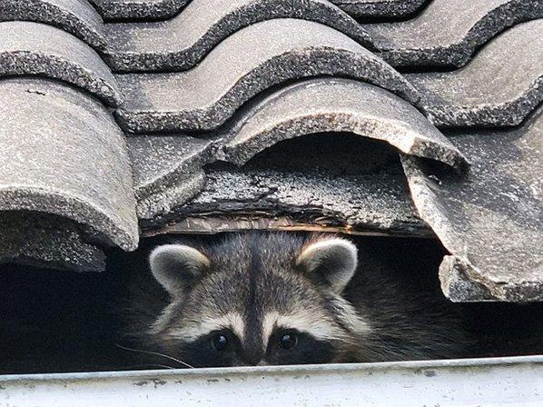 Dade City Wildlife Removal