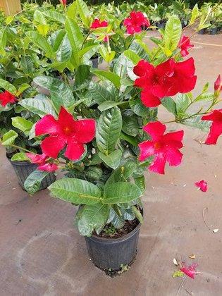 Just Perfect Plants Wholesale plants to the public