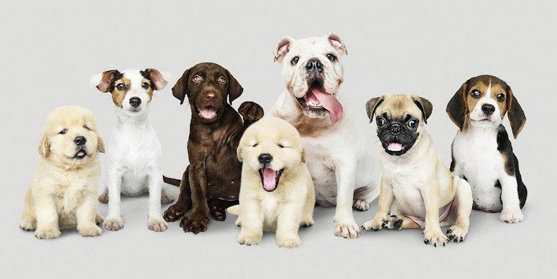 Mundo Animal Care & Wellness