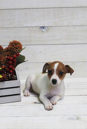 Puppies St Pete