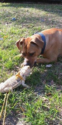 Pinellas County Reptiles