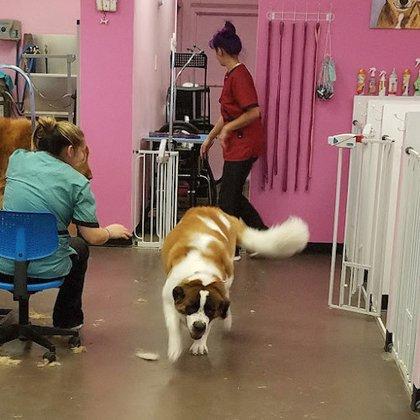 DOG Gone Gorgeous Grooming Salon & Spa