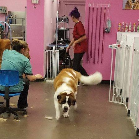 DOG Gone Gorgeous Grooming Salon & Spa