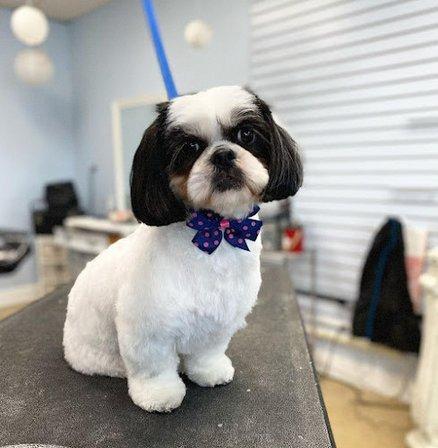 Grooming Gallery