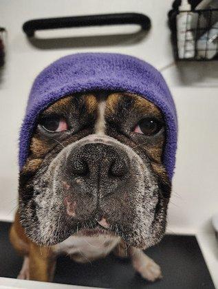 Legacy Dog Salon