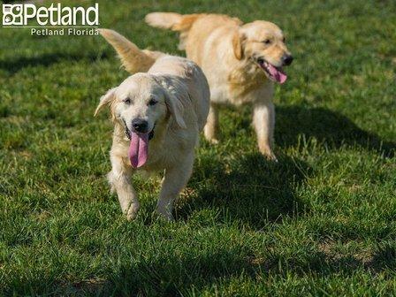 Petland Largo