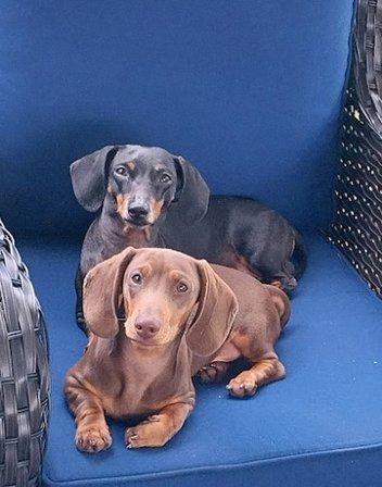 FloriDachs Miniature Dachshunds