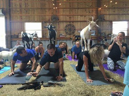Grady Goat Yoga Tampa Bay