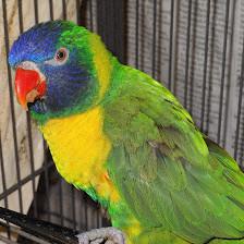 Central Animal Hospital