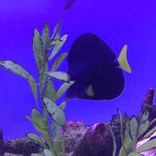 A&R Aquariums