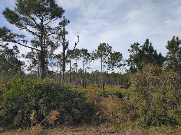 Suncoast Trail