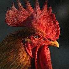 El Gallo Rojo Pet Shop
