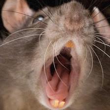 Weldon Wildlife Removal, LLC