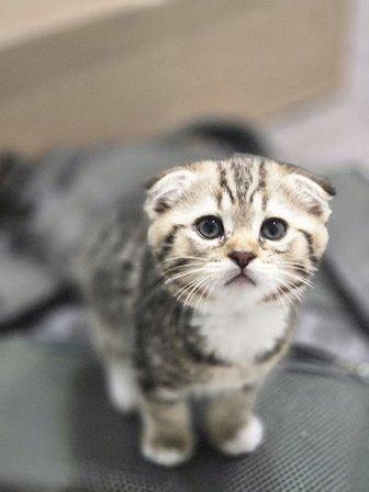 Meowcity