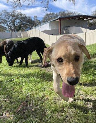 Canine Cabana
