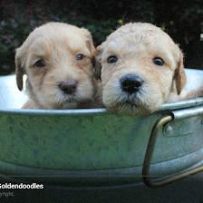 Transformation Acres Goldendoodles