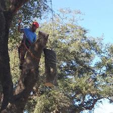 The Vine Tree Service LLC