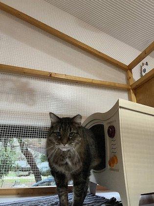 A Country Cat House Tampa