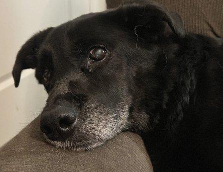 Fun Dogs Galore | Reliable Pet Sitting