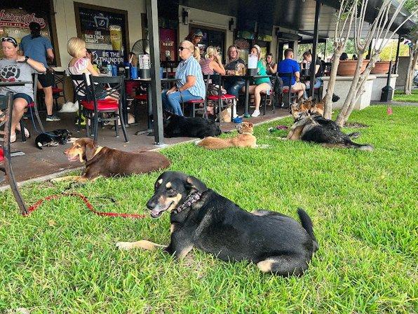 Everyday K9