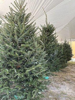 Dollar Brothers Christmas Trees