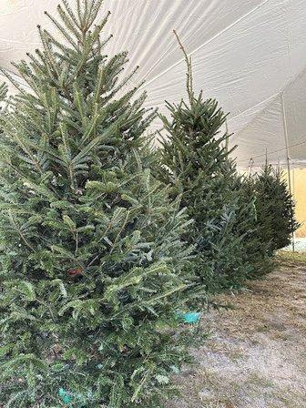 Dollar Brothers Christmas Trees