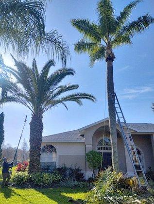 The Vine Tree Service LLC