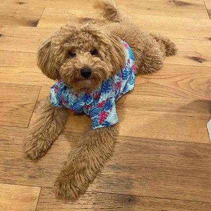 Transformation Acres Goldendoodles