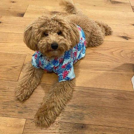 Transformation Acres Goldendoodles