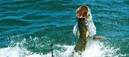 Light Tackle Adventures Tampa Fishing Charters