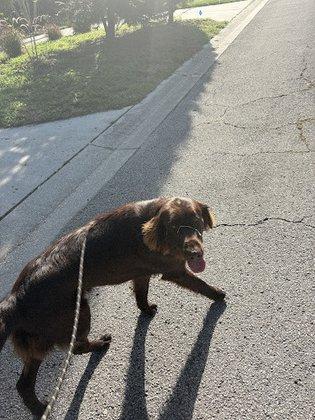 Happy Tails Dogs, LLC
