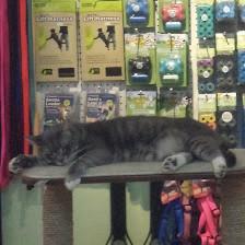 Pet Boutique of Largo