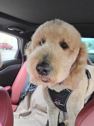 Copper Tail Grooming Co.