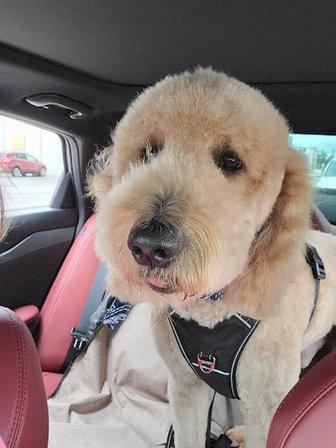 Copper Tail Grooming Co.